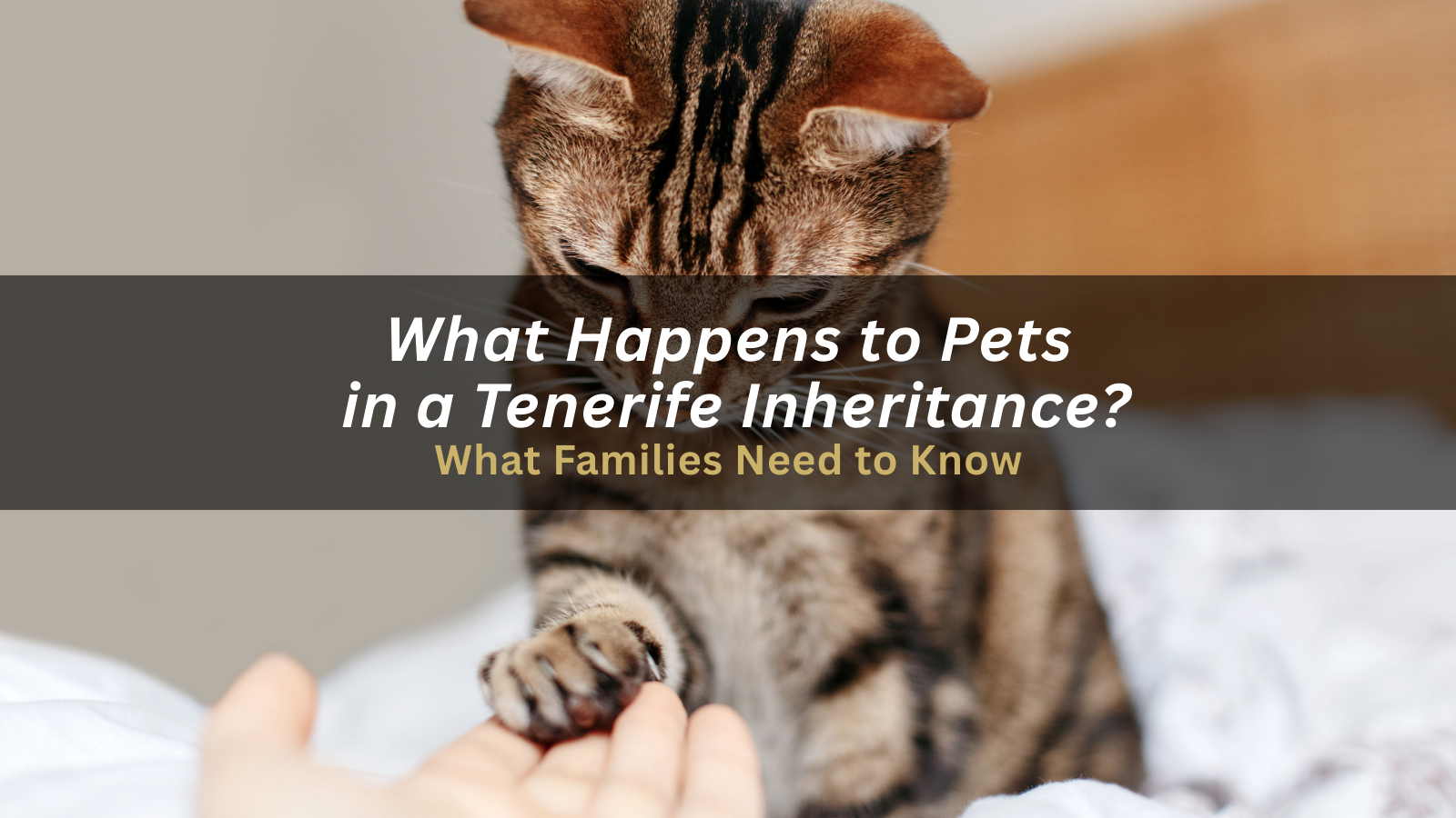 What Happens to Pets When Someone Dies in Tenerife?